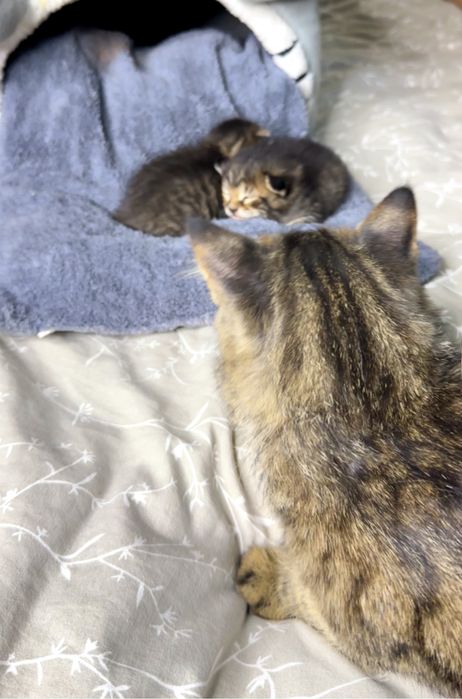Котята мальчики