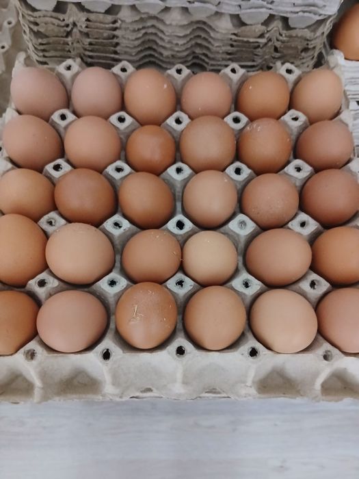 Ouă proaspete de casă, direct din gospodărie.