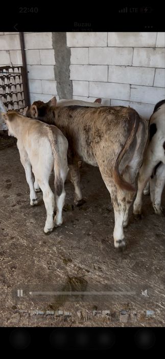 Vând viței  11 tăurași  si 3 femele  de rasa pura