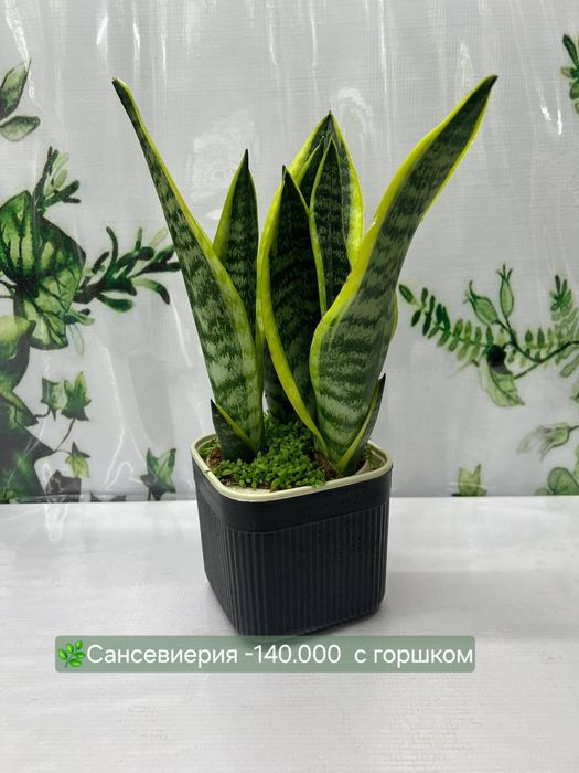 Сансевиерии разных видов