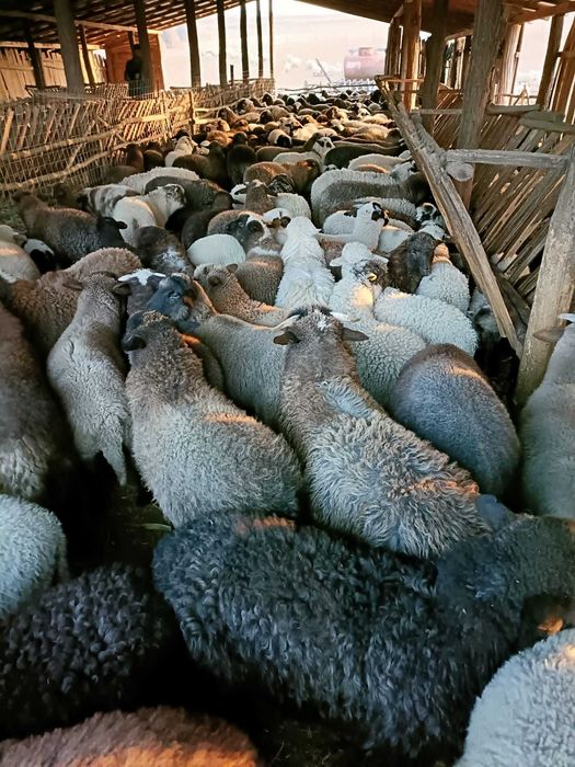 Vand oi sterpe sacrificate și miei