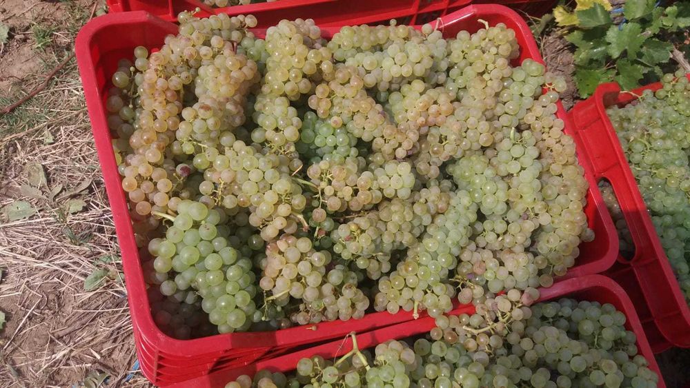 Struguri de vin pret de producator, soiuri albe/negre Feteasca Muscat Ottonel Riesling Aligote Merlot, asigurăm transport la domiciliu în jud. Brasov