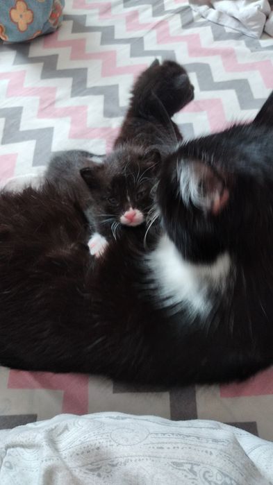 Отдам кошку в добрые руки