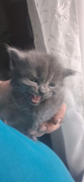 Породистые котята в добрые руки
