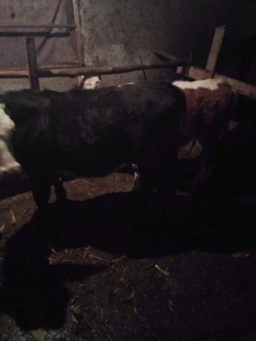 Vând Angus și Bălțați