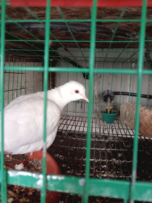 Pui voiajori albi și turturelele râzătoare
