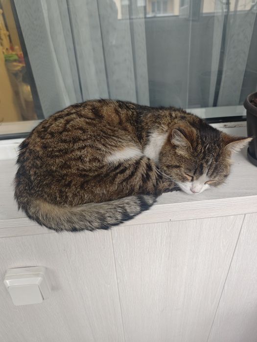 Кошечка (1 ,5 года)