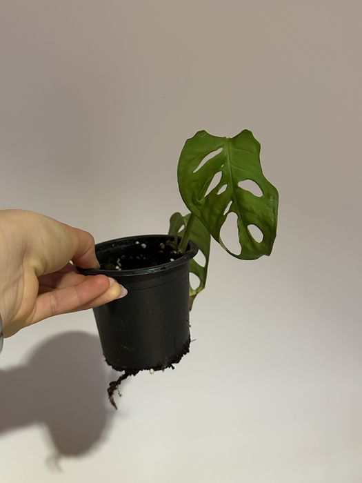 Monstera Adansonii