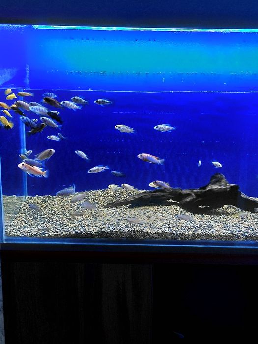 Продам малависких цихлид