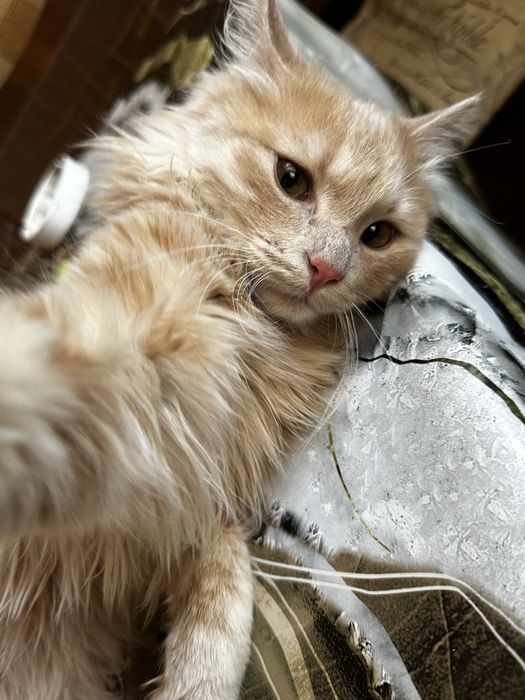 Отам кота в добрые руки