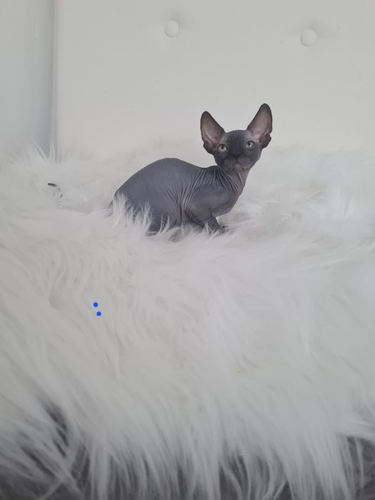 Pisică  Sphinx mascul blue
