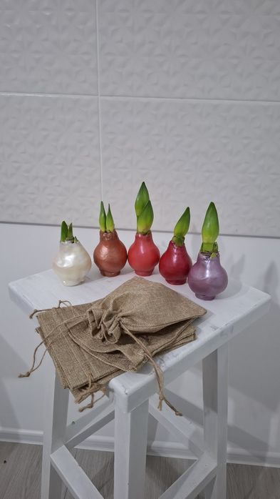 Луковицы амариллиса в воске