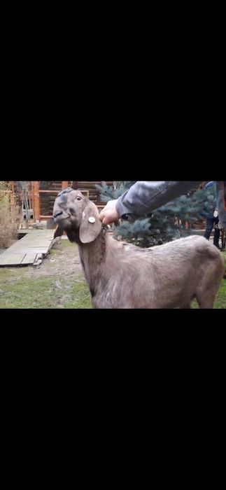 Vând 2tapi Anglo Nubian cu Pedigree