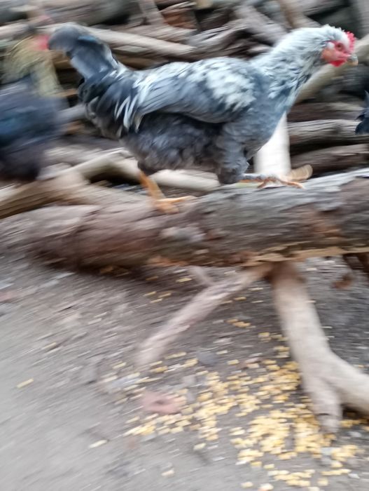 Vând 13 cocoși foarte frumoși