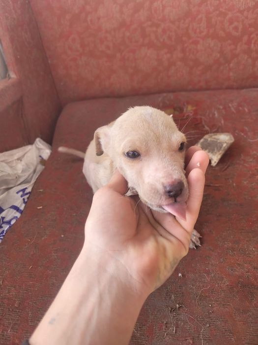 Щенята в добрые руки