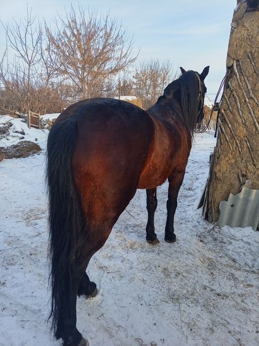 Продам или обмен жеребца