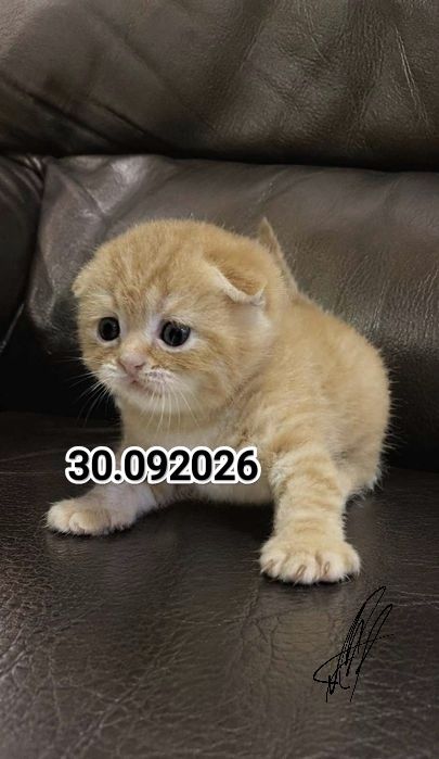 Вислоухие Британские котята