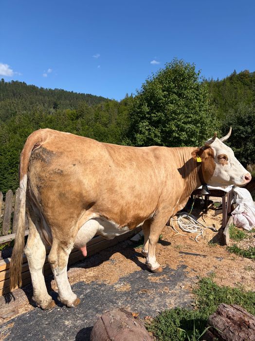 Vând vaca cu vitea