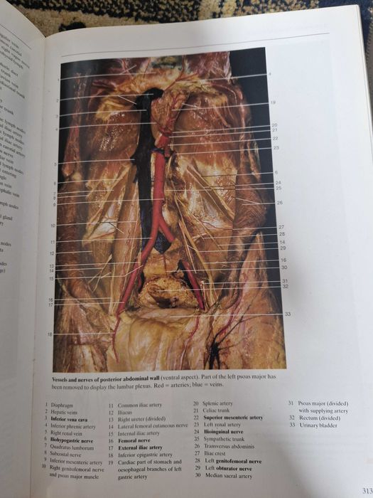 Human anatomy schattauer