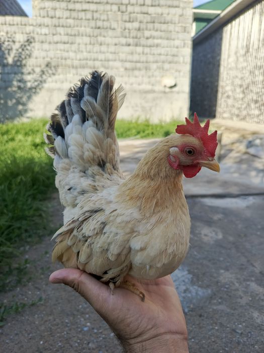 Шабо таук сатылады