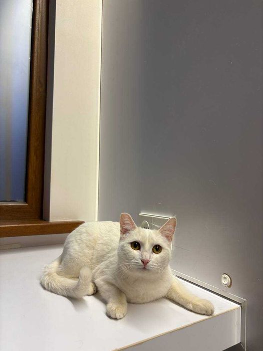 Подарю кошечку домашнюю