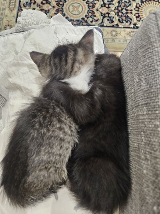 2 кошечки. Бесплатно