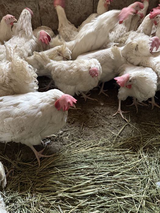 Куры несушки Декалбы