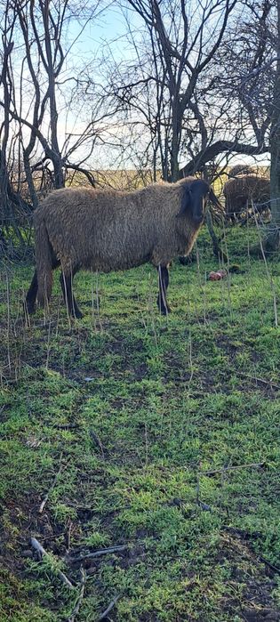 Berbec sarbesc tanar