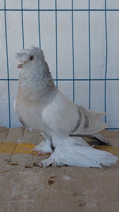 Голуби игровых кровей