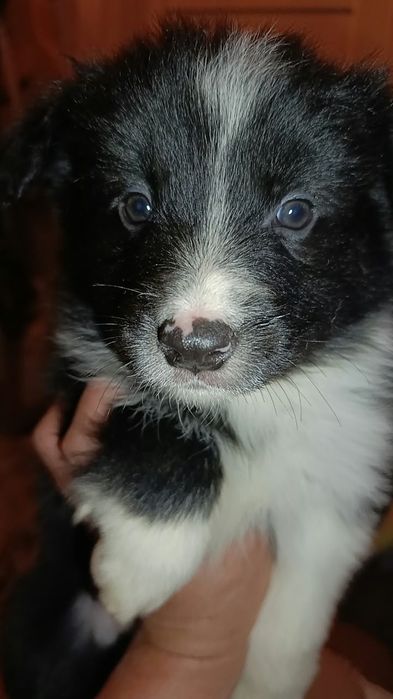 щенок Бордер колли