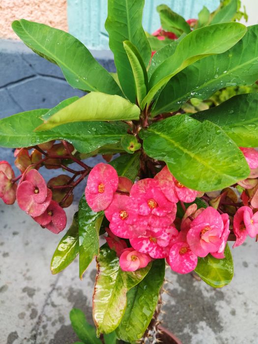 Молочай пятнистый или бежевый