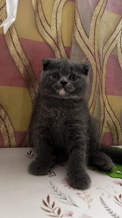 Продаётся котёнок!