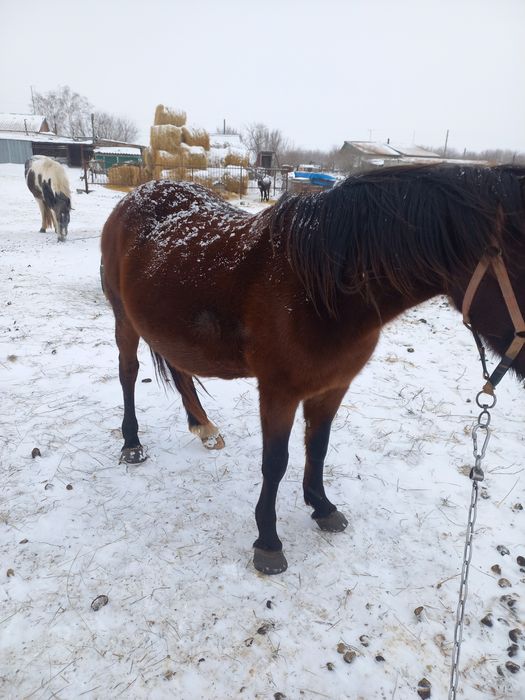 Продам кобылу жерёбая.