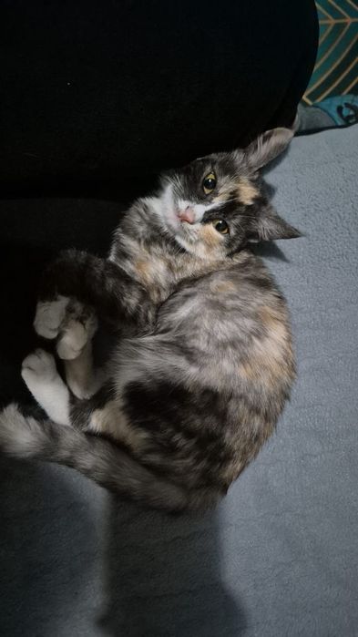 Бесплатно кошелка