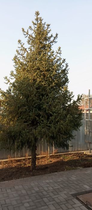 Продам ёлку  срочно