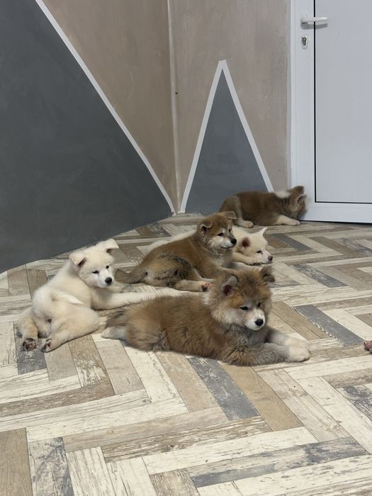 Кучета акита ину