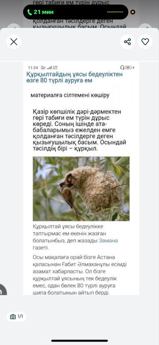 Гнездо ремеза,құрғылтайдың ұясы