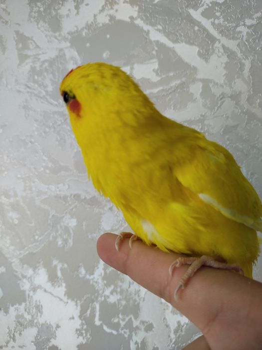 Ruchnoy popugay kakarik sotiladi