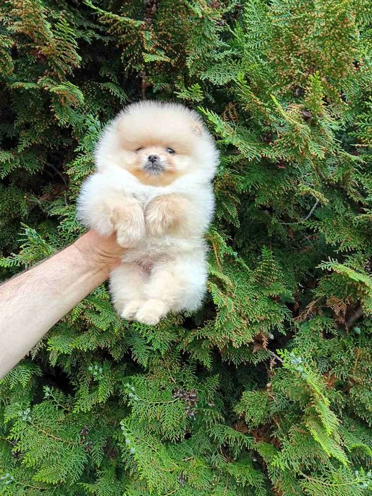 Померанчета! Мъжки и женски кученца!