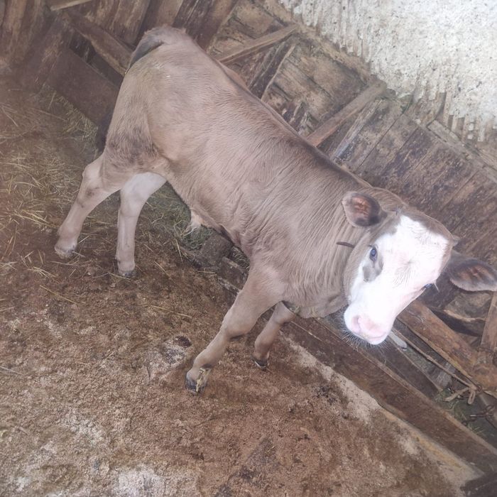 Vaca Baltata Romaneasca