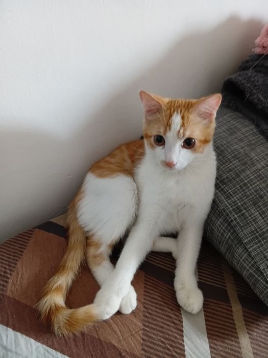 Отдам котёнка 4 месяца