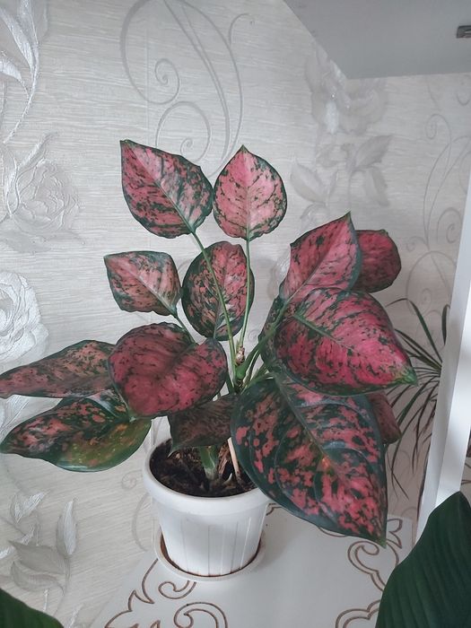 Комнатные цветы- аглонема.