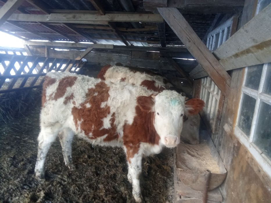 Vând 5 viței Bălțați