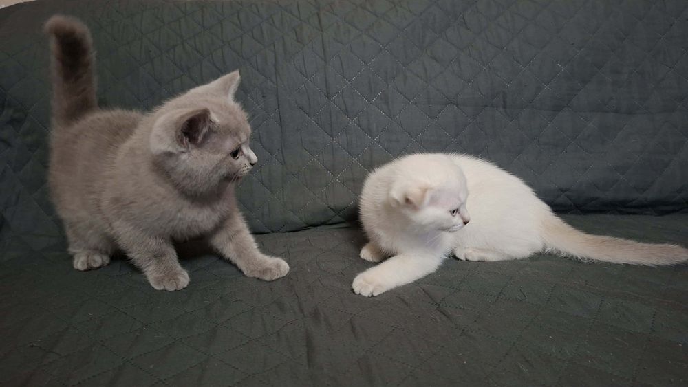 Шотландски клепоухи котета.