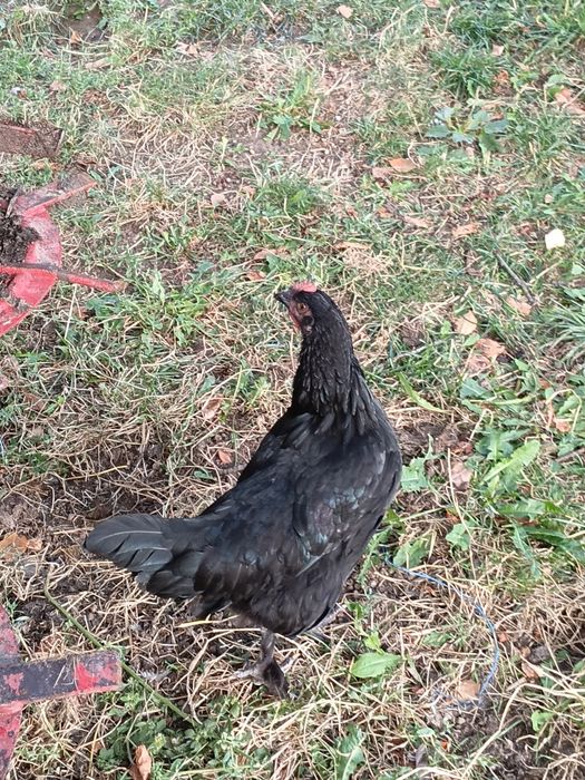 Puicute australorp