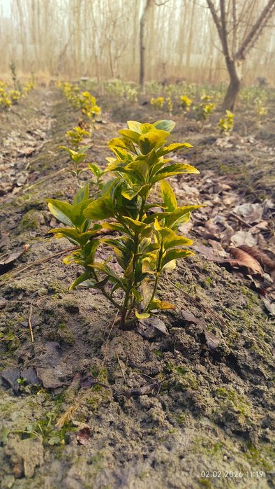 Shamshod bravo , eyonomus
