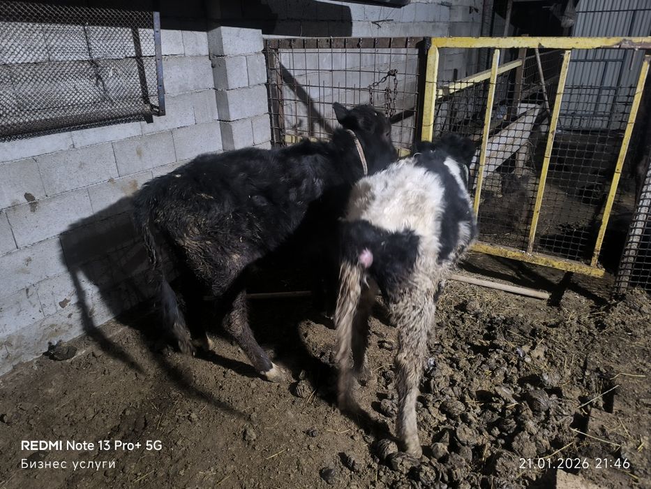 Бузау ургашы сатилади