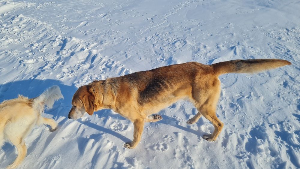 собака породы "Гончак"