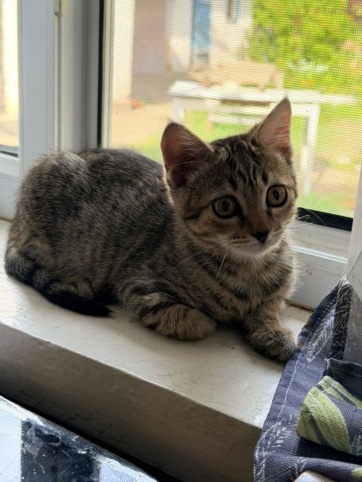 Отдам бесплатно котенка мальчик