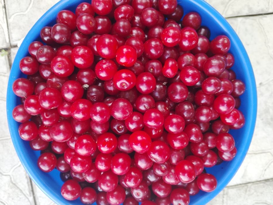 Вишня    садовая